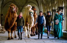 Trio of camels pay festive visit to Salisbury Cathedral