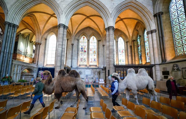 Camelos são conduzidos ao redor da Catedral de Salisbury durante um ensaio para o serviço de véspera de Natal