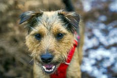 Pets are not Christmas gifts, warns animal charity
