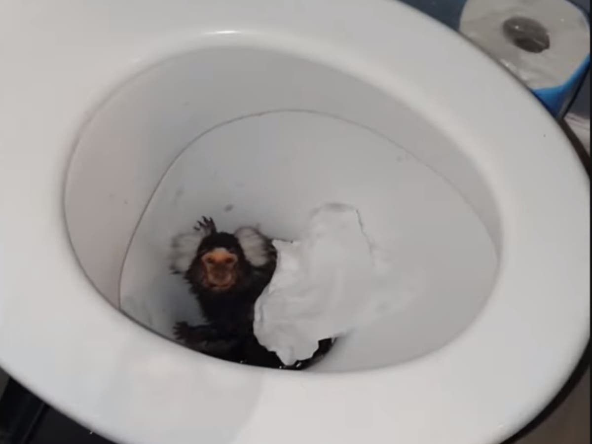 Woman offered pet marmoset cocaine and flushed toilet on pet