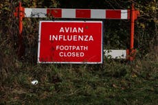 Northern Ireland experiencing ‘largest ever’ avian flu outbreak in UK