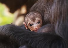 Zoo names rare trio of newborn monkeys Brussel, Sprout and Cranberry