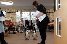 Penguins delight residents at Oxfordshire care home with Christmas visit