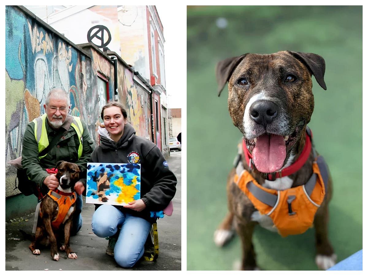 Rescue dog recreates Banksy artwork in bid to find a home this Christmas