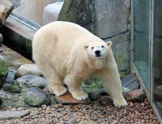 Second cub for polar bear mother Victoria at the Highland Wildlife Park
