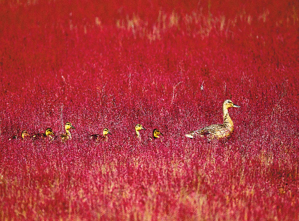 <p>A mallard leads her ducklings on a walk through seagrass at the reserve</p>