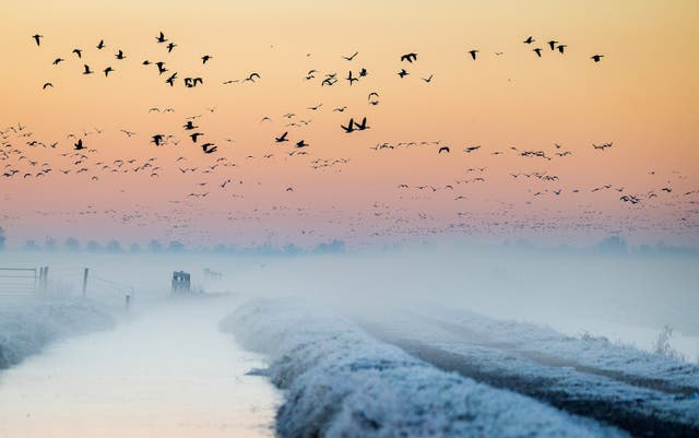 Geese fly overhead as the first winter frost blankets the fields in Oudeland van Strijen, Nederland