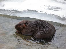 Growing beaver numbers ‘threatening Arctic permafrost in Canada and Alaska’