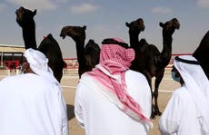 In UAE desert, camels compete for crowns in beauty pageant