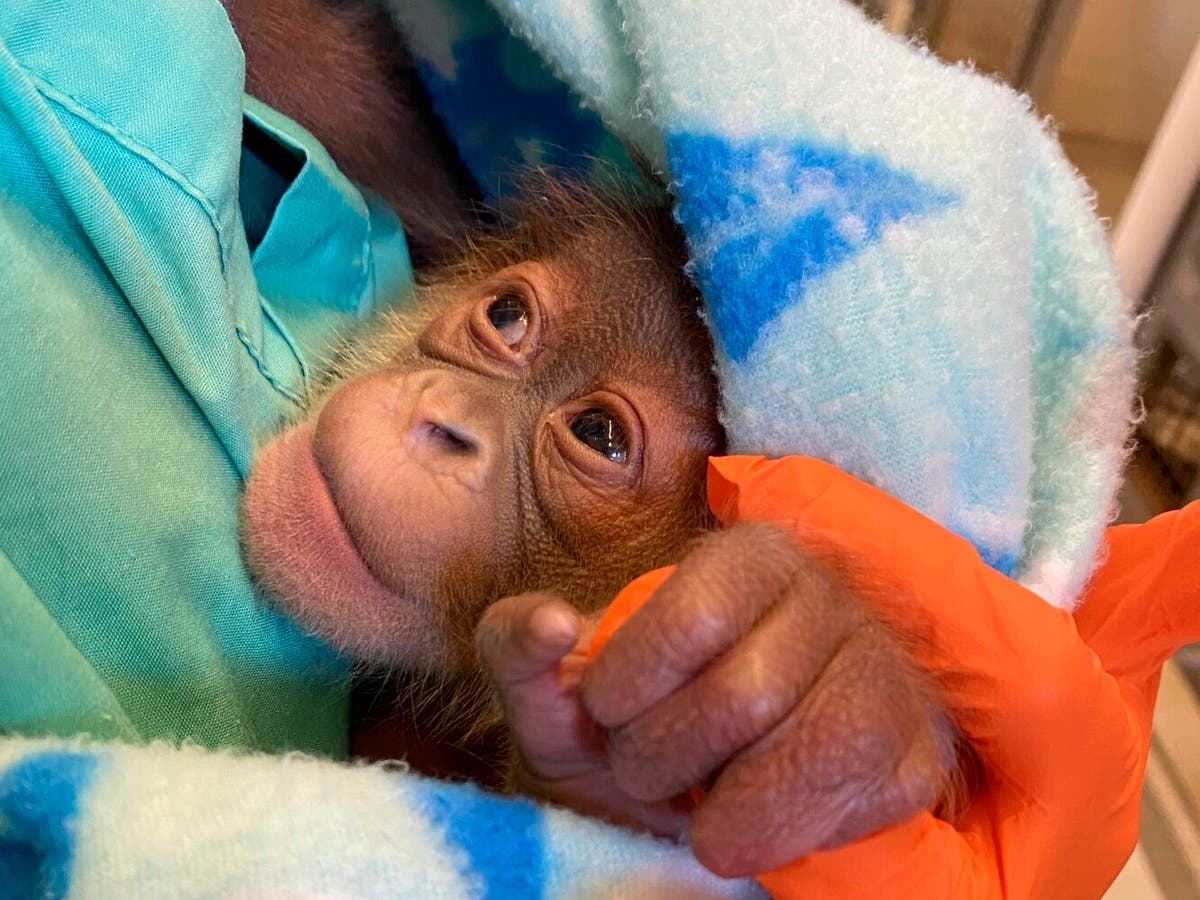 Endangered orangutan in New Orleans has 1 healthy baby