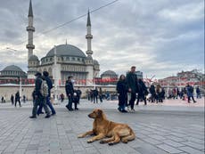 Turkey’s Erdogan shows bark and bite by targeting stray dogs in culture war