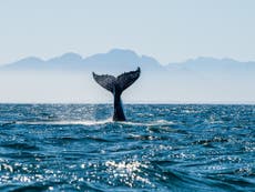 Seismic surveys by Shell in whale breeding grounds halted by South African court