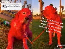 Pet owner receives mixed reactions after revealing why she dyes her dog bright red