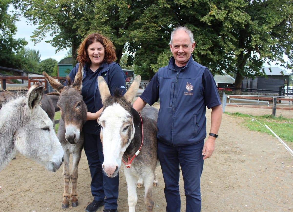 Donkey charity ‘bursting at the seams’ as number in need of rescue grows