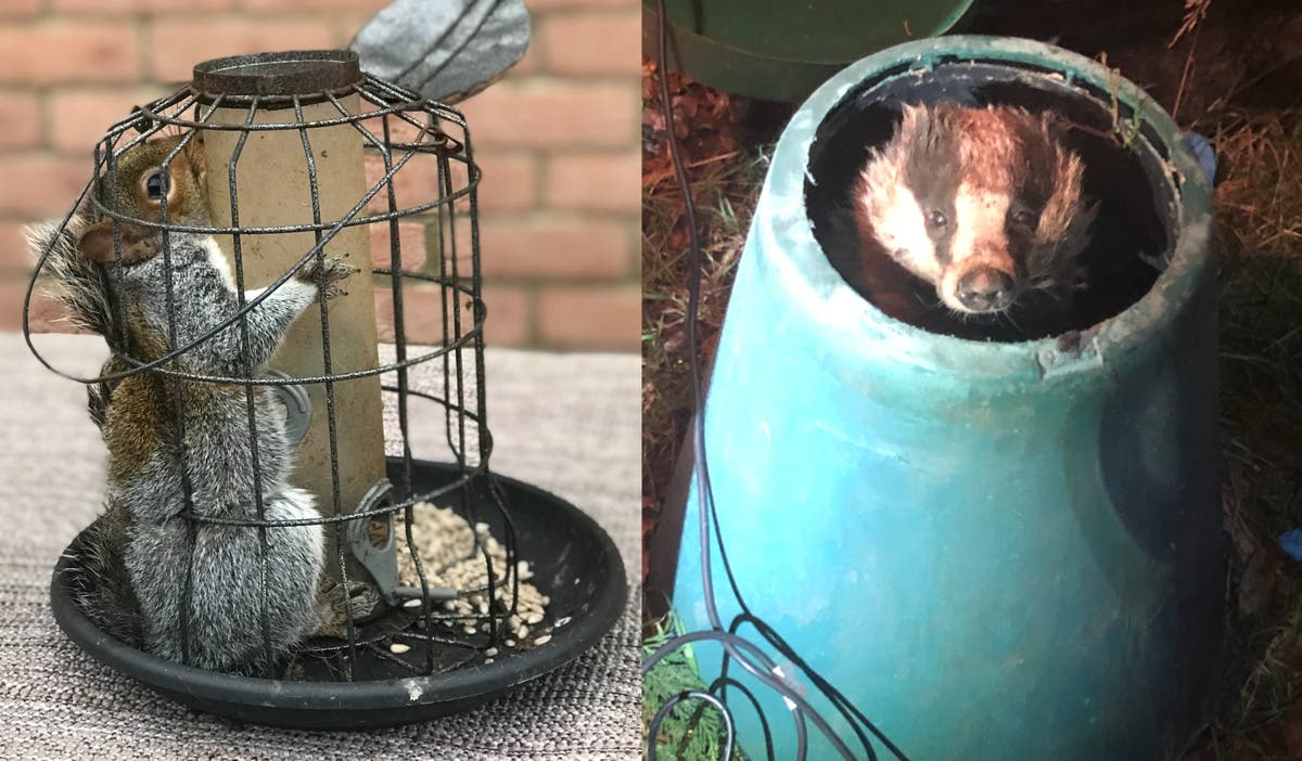 Trapped squirrels and a lizard in a bra: the RSPCA’s weirdest 2021 rescues