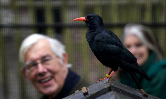 The Very Revd Dr Robert Willis, Dean of Canterbury Cathedral, looks at Becket, a six month old red-billed chough as he visits Wildwood Wildlife Park in Kent on the anniversary of the murder of Thomas Becket