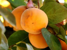 Preserving persimmons in Pakistan’s Swat valley