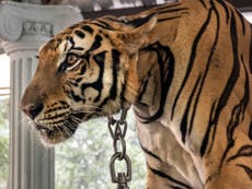 Eleven tigers and two bears to be saved as zoo closes