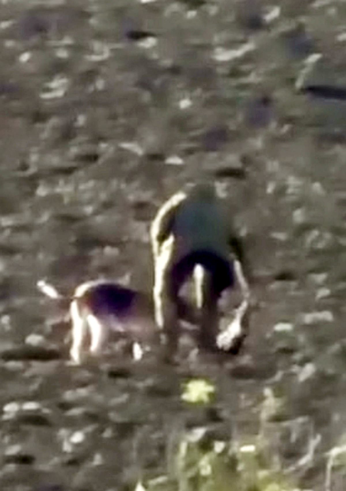 Pack of dogs filmed tearing into deer during Boxing Day hunt