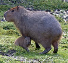 Zoo celebrates arrival of capybara pups on Christmas Day