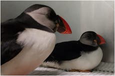 Pair of puffins released back into the wild after treatment