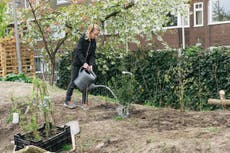Bids to sprout ‘wee forests’ in cities receive £500,000