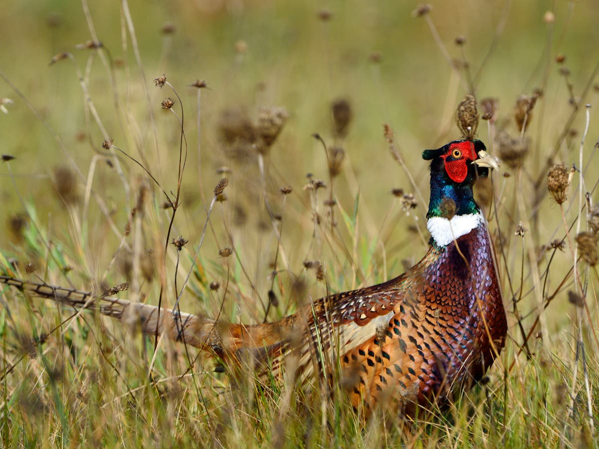 ‘Immediate ban’ on release of 50 million pheasants needed amid bird flu, says RSPB