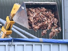 Farm filmed dumping thousands of chickens killed in bird flu outbreak in open skips