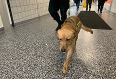Schools in Massachusetts use dogs to sniff out Covid cases
