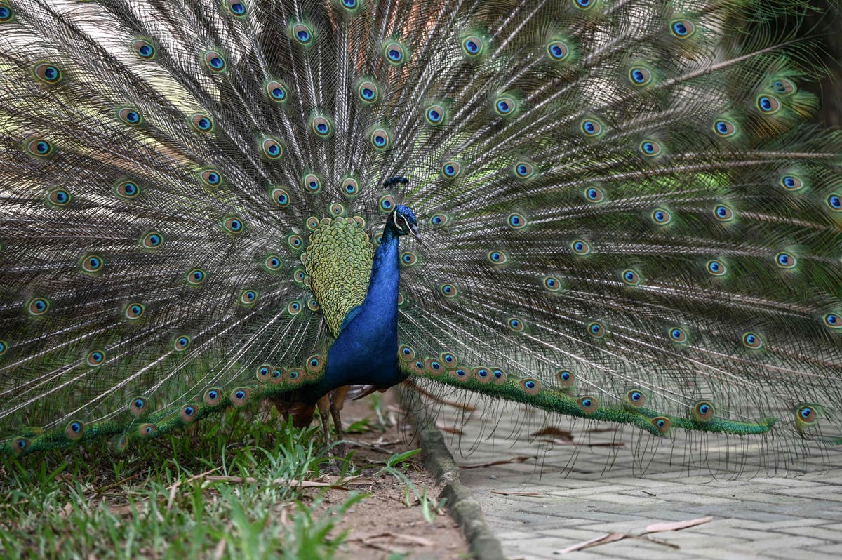 Heartbreaking video shows peacock refusing to leave its ‘partner’ after its death