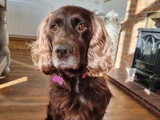 Cocker Spaniel is reunited with her family eight years after being stolen