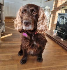 Owners ‘so thankful’ to be reunited with stolen cocker spaniel after eight years