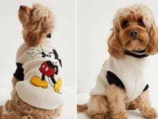 H&M launches knitwear collection for dogs