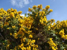 Whole of Scotland could be fed from protein from the gorse bush, researcher says