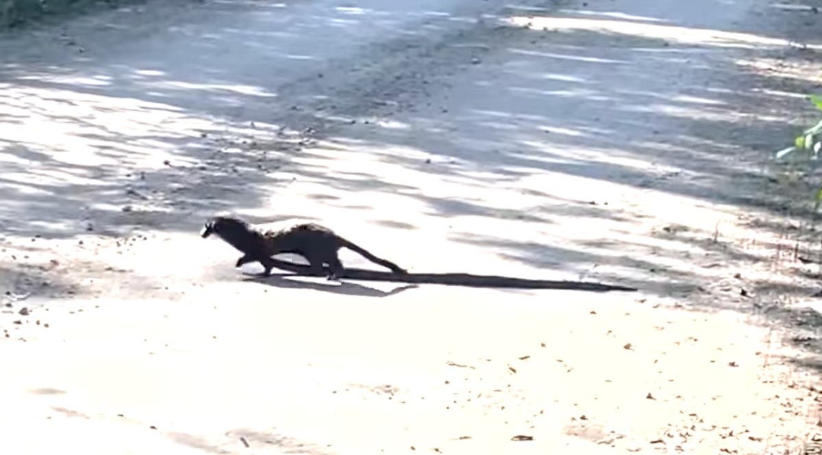 Tiny mink filmed capturing snake in Everglades and dragging it across the road