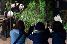 Twin panda cubs debut at Tokyo zoo, woo devoted fans 