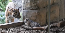 London Zoo keepers capture moment tiger cub takes first wobbly steps outdoors