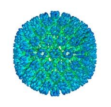 Study: Stronger evidence linking virus to multiple sclerosis