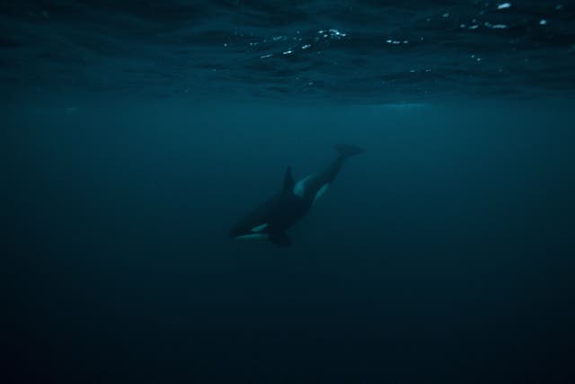 A killer whale (orca in the fjord of Skjervoy, northern Norway