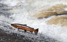 Strategy to save Scotland’s salmon from ‘crisis point’ is launched