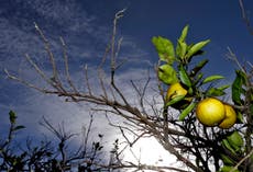 Owners to get $42 million for citrus trees Florida destroyed