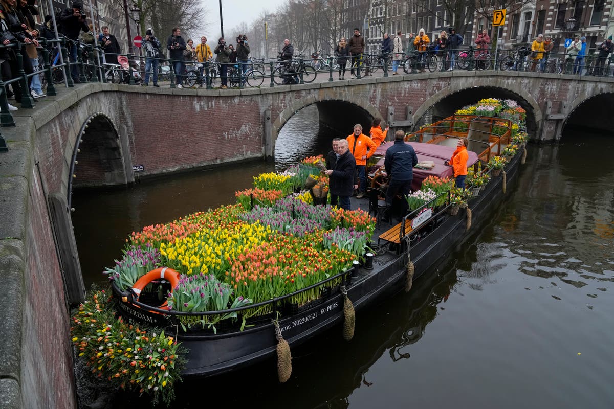 Tulips for Amsterdam: Growers hand out free flowers 