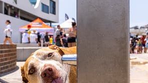 A dog drinks water from a tap on Bondi Beach in Sydney