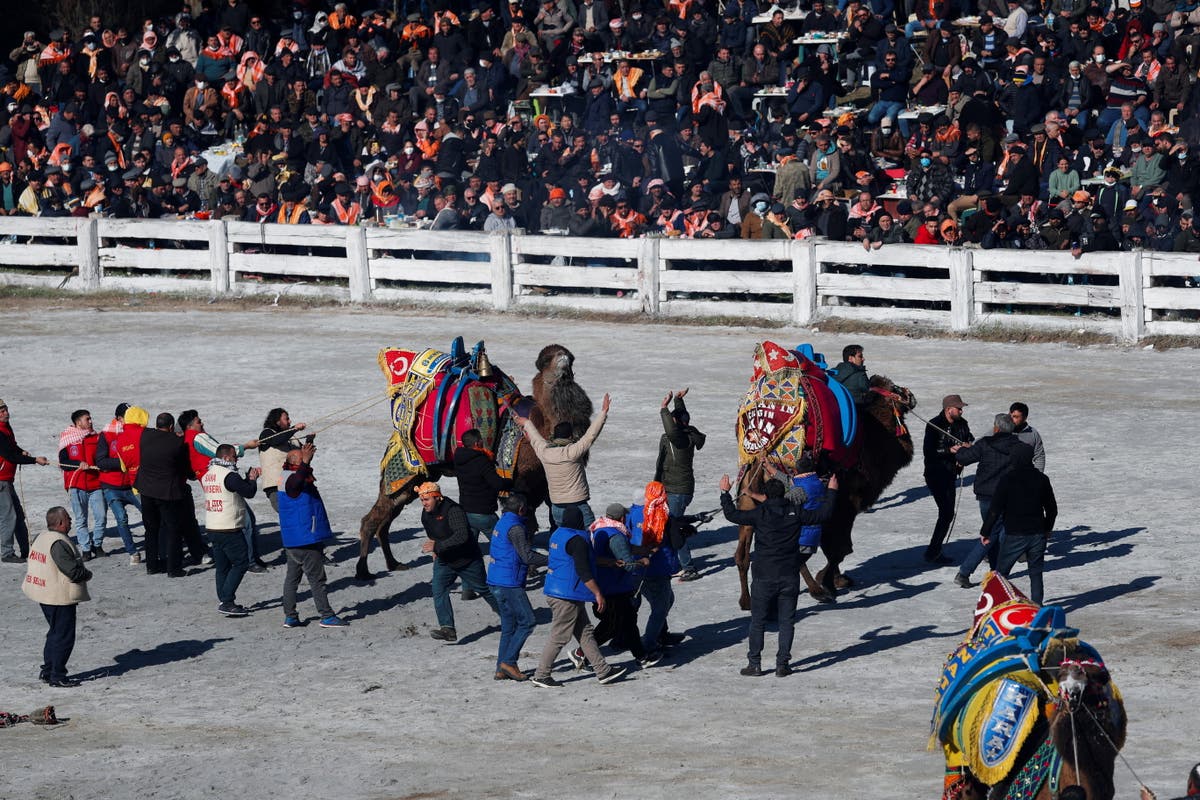 動物の権利活動家から批判されたトルコのラクダ相撲祭