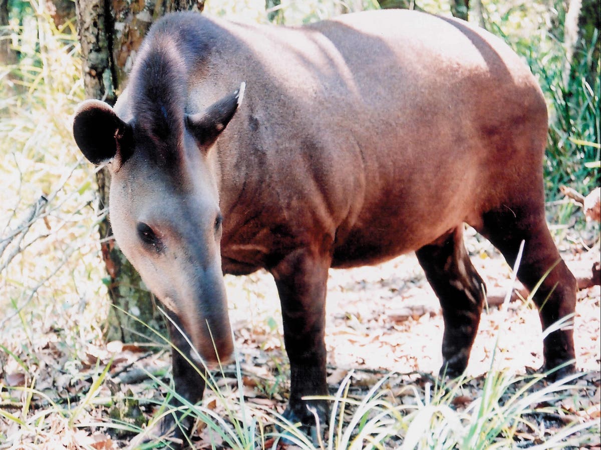 Lowland tapirs at increasing risk of extinction  scientists warn
