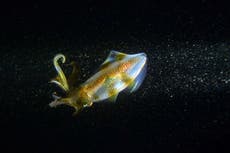 World’s deepest-swimming squid ever discovered 6km below sea level