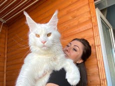 Maine Coon kitten is so big people mistake it for a dog