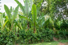 Could Ethiopia’s ‘false banana’ be a wonder crop in face of the climate crisis?