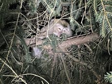Police searching for monkeys who escaped after highway crash