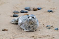 Number of seals born on Norfolk beach ‘up 25-fold in 20 years’